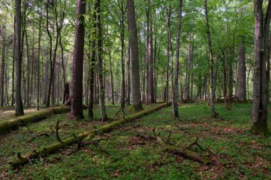 Bahar zamanı yaprak döken ağaçlar gün batımında meşe ve korna ışıklarıyla, Bialowieza Ormanı, Polonya, Avrupa