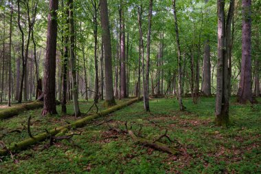 Bahar zamanı yaprak döken ağaçlar gün batımında meşe ve korna ışıklarıyla, Bialowieza Ormanı, Polonya, Avrupa