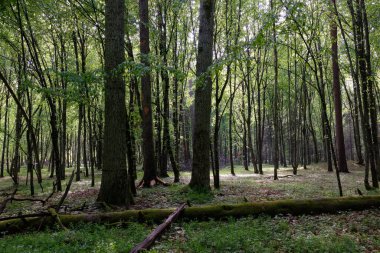 Bahar zamanı yaprak döken ağaçlar gün batımında meşe ve korna ışıklarıyla, Bialowieza Ormanı, Polonya, Avrupa