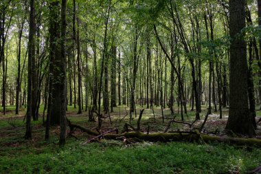 Bahar zamanı yaprak döken ağaçlar gün batımında meşe ve korna ışıklarıyla, Bialowieza Ormanı, Polonya, Avrupa