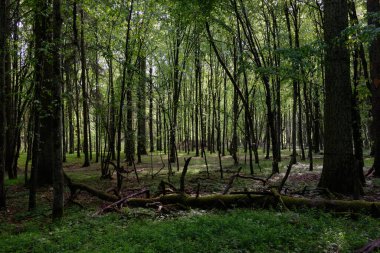 Bahar zamanı yaprak döken ağaçlar gün batımında meşe ve korna ışıklarıyla, Bialowieza Ormanı, Polonya, Avrupa