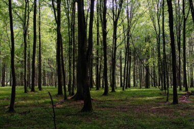Bahar zamanı yaprak döken ağaçlar gün batımında meşe ve korna ışıklarıyla, Bialowieza Ormanı, Polonya, Avrupa