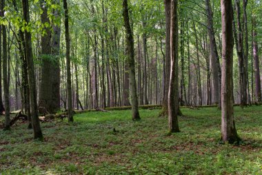 Bahar zamanı yaprak döken ağaçlar gün batımında meşe ve korna ışıklarıyla, Bialowieza Ormanı, Polonya, Avrupa