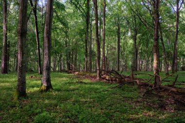Bahar zamanı yaprak döken ağaçlar gün batımında meşe ve korna ışıklarıyla, Bialowieza Ormanı, Polonya, Avrupa