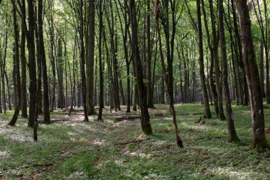 Bahar zamanı yaprak döken ağaçlar gün batımında meşe ve korna ışıklarıyla, Bialowieza Ormanı, Polonya, Avrupa
