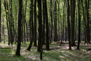 Bahar zamanı yaprak döken ağaçlar gün batımında meşe ve korna ışıklarıyla, Bialowieza Ormanı, Polonya, Avrupa