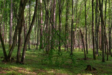Bahar zamanı yaprak döken ağaçlar gün batımında meşe ve korna ışıklarıyla, Bialowieza Ormanı, Polonya, Avrupa
