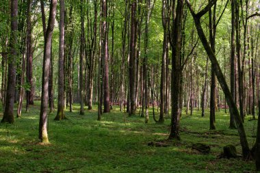 Bahar zamanı yaprak döken ağaçlar gün batımında meşe ve korna ışıklarıyla, Bialowieza Ormanı, Polonya, Avrupa
