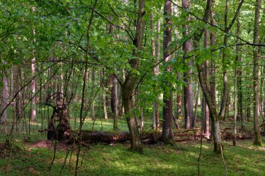 Bahar zamanı yaprak döken ağaçlar gün batımında meşe ve korna ışıklarıyla, Bialowieza Ormanı, Polonya, Avrupa