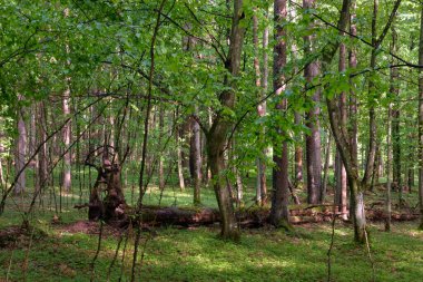 Bahar zamanı yaprak döken ağaçlar gün batımında meşe ve korna ışıklarıyla, Bialowieza Ormanı, Polonya, Avrupa