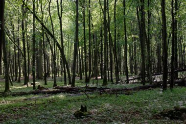 Bahar zamanı yaprak döken ağaçlar gün batımında meşe ve korna ışıklarıyla, Bialowieza Ormanı, Polonya, Avrupa