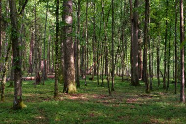Bahar zamanı yaprak döken ağaçlar gün batımında meşe ve korna ışıklarıyla, Bialowieza Ormanı, Polonya, Avrupa