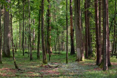 Bahar zamanı yaprak döken ağaçlar gün batımında meşe ve korna ışıklarıyla, Bialowieza Ormanı, Polonya, Avrupa