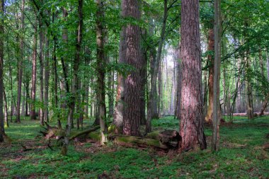 Bahar zamanı yaprak döken ağaçlar gün batımında boynuz ve çam ağaçlarıyla Bialowieza Ormanı, Polonya, Avrupa