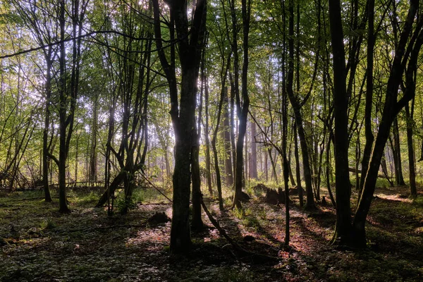 Sunbeam entering rich deciduous forest in misty morning with juvenile hornbeams in foreground, Bialowieza Forest, Poland, Europe