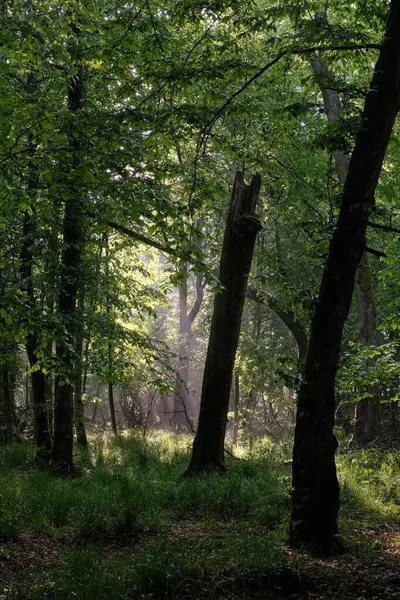 Sunbeam entering rich deciduous forest in misty morning with juvenile hornbeams in foreground, Bialowieza Forest, Poland, Europe