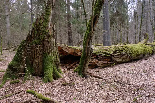 Bahar zamanı kısmen azalmış meşe ağacı, gün ortası güneşi, genç çam ağaçları, Bialowieza Ormanı, Polonya, Avrupa