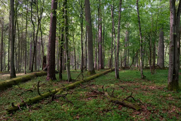 Bahar zamanı yaprak döken ağaçlar gün batımında meşe ve korna ışıklarıyla, Bialowieza Ormanı, Polonya, Avrupa