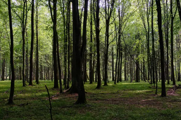 Bahar zamanı yaprak döken ağaçlar gün batımında meşe ve korna ışıklarıyla, Bialowieza Ormanı, Polonya, Avrupa