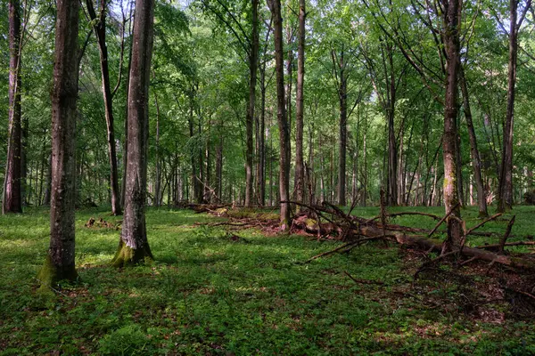 Bahar zamanı yaprak döken ağaçlar gün batımında meşe ve korna ışıklarıyla, Bialowieza Ormanı, Polonya, Avrupa