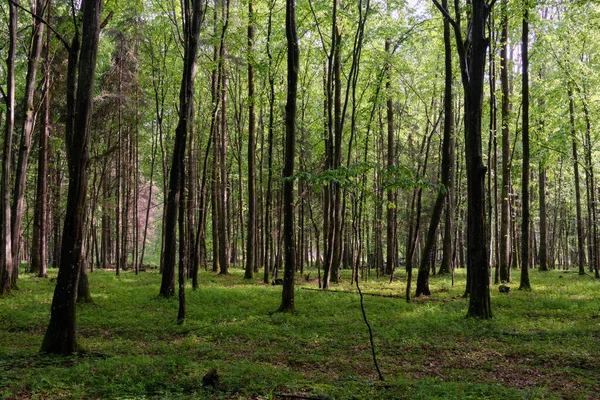 Bahar zamanı yaprak döken ağaçlar gün batımında meşe ve korna ışıklarıyla, Bialowieza Ormanı, Polonya, Avrupa