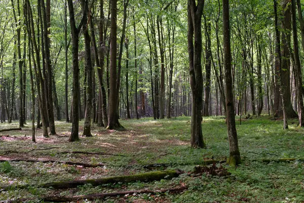 Bahar zamanı yaprak döken ağaçlar gün batımında meşe ve korna ışıklarıyla, Bialowieza Ormanı, Polonya, Avrupa