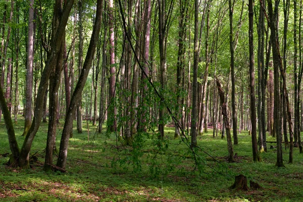 Bahar zamanı yaprak döken ağaçlar gün batımında meşe ve korna ışıklarıyla, Bialowieza Ormanı, Polonya, Avrupa