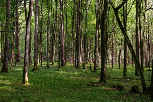 Bahar zamanı yaprak döken ağaçlar gün batımında meşe ve korna ışıklarıyla, Bialowieza Ormanı, Polonya, Avrupa