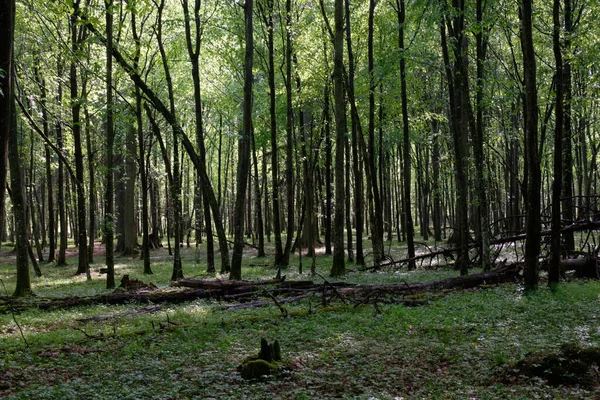 Bahar zamanı yaprak döken ağaçlar gün batımında meşe ve korna ışıklarıyla, Bialowieza Ormanı, Polonya, Avrupa