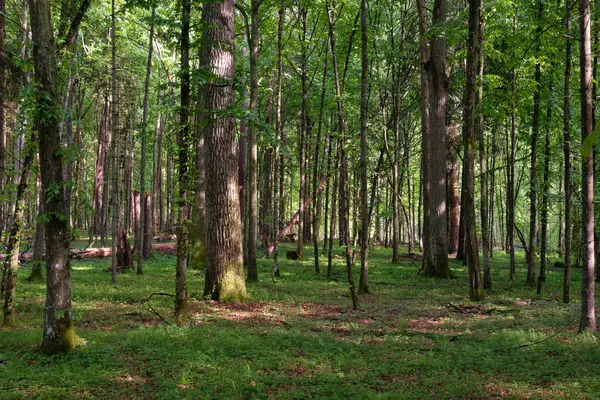 Bahar zamanı yaprak döken ağaçlar gün batımında meşe ve korna ışıklarıyla, Bialowieza Ormanı, Polonya, Avrupa