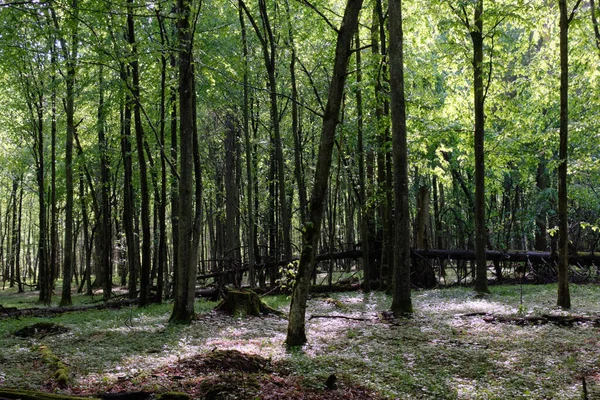 Bahar zamanı yaprak döken ağaçlar gün batımında meşe ve korna ışıklarıyla, Bialowieza Ormanı, Polonya, Avrupa