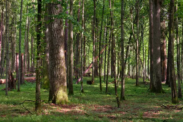 Bahar zamanı yaprak döken ağaçlar gün batımında meşe ve korna ışıklarıyla, Bialowieza Ormanı, Polonya, Avrupa