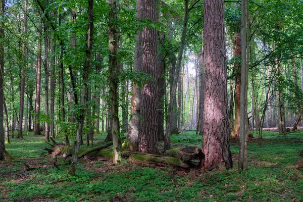 Bahar zamanı yaprak döken ağaçlar gün batımında boynuz ve çam ağaçlarıyla Bialowieza Ormanı, Polonya, Avrupa
