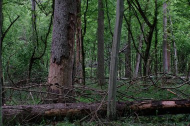 Bahar günbatımında, boynuz kirişleri ve yaşlı ladin ağaçlarıyla enkaz tezgahı, Bialowieza Ormanı, Polonya, Avrupa