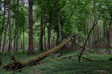 İlkbahar gün batımında gürgen ve meşe ile yaprak döken standı, Bialowieza Ormanı, Polonya, Avrupa