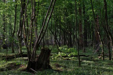 İlkbahar gün batımında gürgen ve meşe ile yaprak döken standı, Bialowieza Ormanı, Polonya, Avrupa