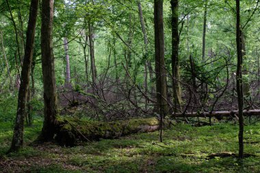 İlkbahar gün batımında gürgen ve meşe ile yaprak döken standı, Bialowieza Ormanı, Polonya, Avrupa