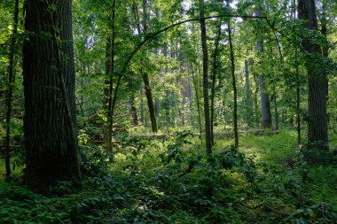 Arka planda eski ağaçlar ile Bahar yaprak döken ilkel standı, Bialowieza Orman, Polonya, Avrupa