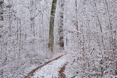 Toprak yol karlı yaprak döken durağı, Bialowieza Ormanı, Polonya, Avrupa