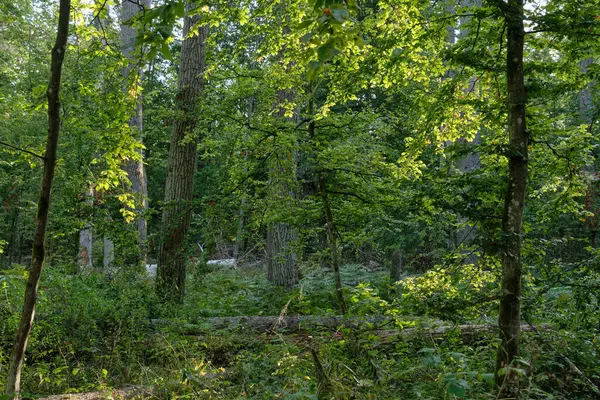 Oak tree broken lying in foreground and broken hornbeam moss wrapped in background, Bialowieza Forest, Poland, Europe