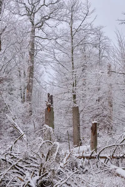 Önünde ladin ağaçları, Bialowieza Ormanı, Polonya ve Avrupa kırılan karlı yaprak döken kışın manzarası