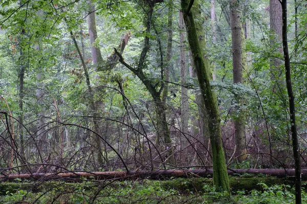 Yazın yağan yağmurdan sonra, Bialowieza Ormanı, Polonya, Avrupa