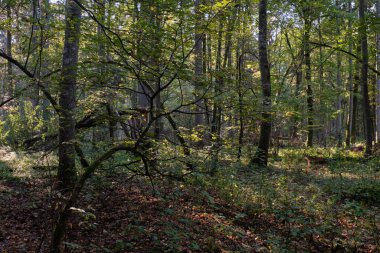Eski kızılağaç ağaç, Bialowieza orman, Polonya, Avrupa ile yaprak döken orman puslu gündoğumu sabah