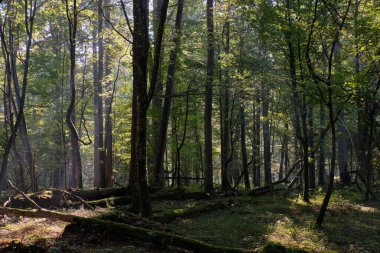Eski kızılağaç ağaç, Bialowieza orman, Polonya, Avrupa ile yaprak döken orman puslu gündoğumu sabah