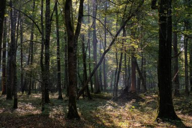 Eski kızılağaç ağaç, Bialowieza orman, Polonya, Avrupa ile yaprak döken orman puslu gündoğumu sabah