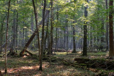 Eski kızılağaç ağaç, Bialowieza orman, Polonya, Avrupa ile yaprak döken orman puslu gündoğumu sabah