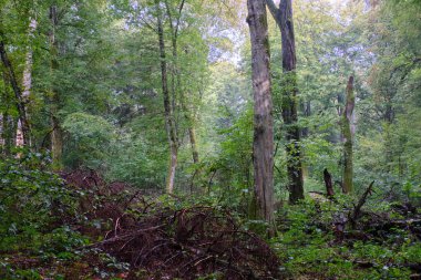 Yaz ormanlarında yaşlı boynuzlu ağaç ölü çam ağacının yanında, Bialowieza Ormanı, Polonya, Avrupa