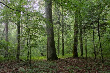 Yazın meşe ve boynuz kirişli döküntü standı, Bialowieza Ormanı, Polonya, Avrupa