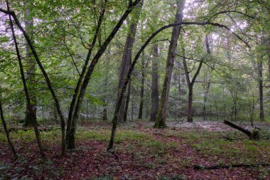 Yazın meşe ve boynuz kirişli döküntü standı, Bialowieza Ormanı, Polonya, Avrupa