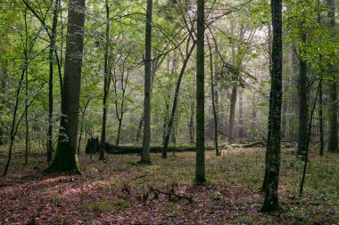 Yazın boynuz kirişleri ve ladin ile enkaz tezgahı, Bialowieza Ormanı, Polonya, Avrupa